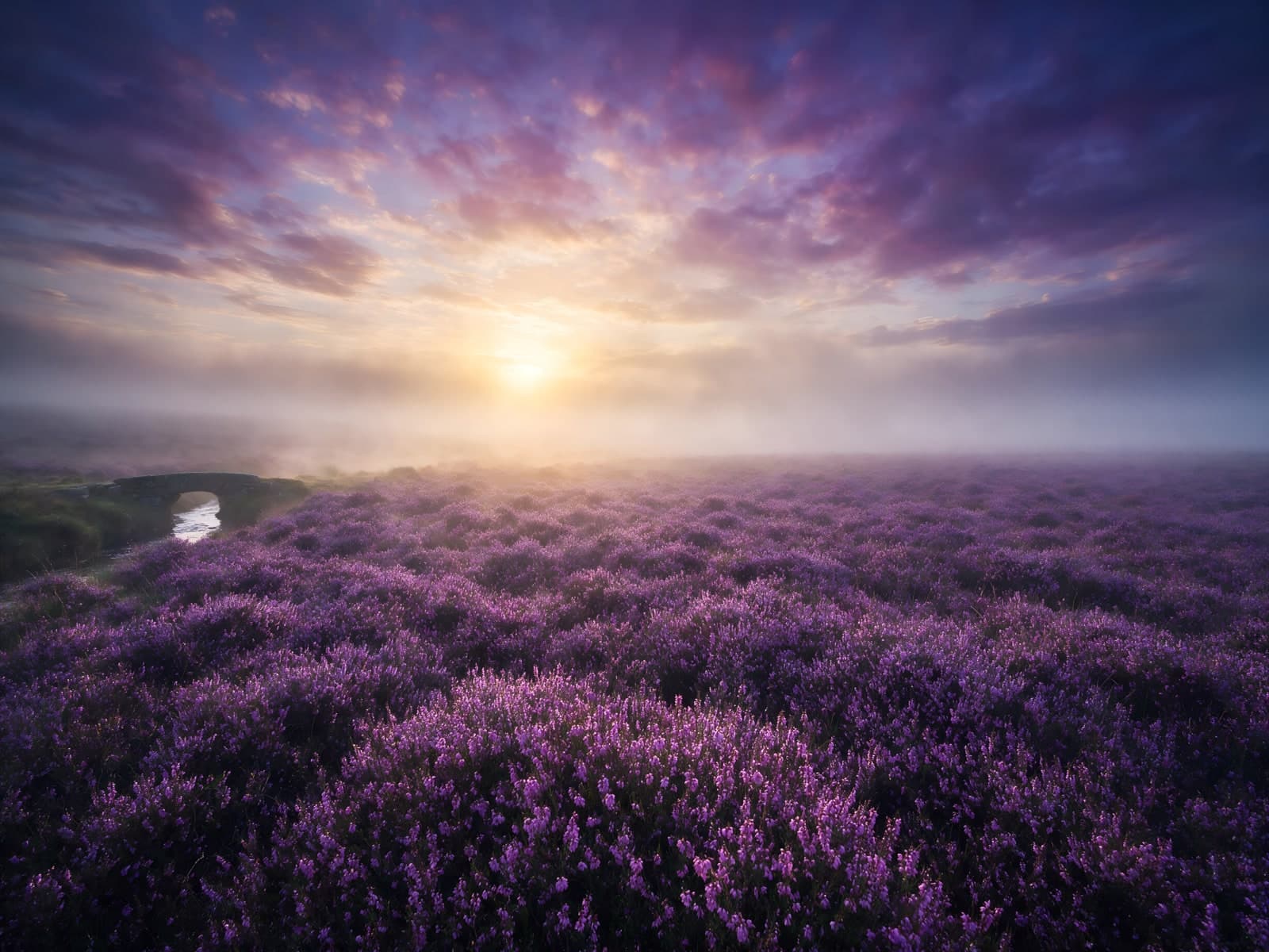 Paarse heide en mist bij lage zon