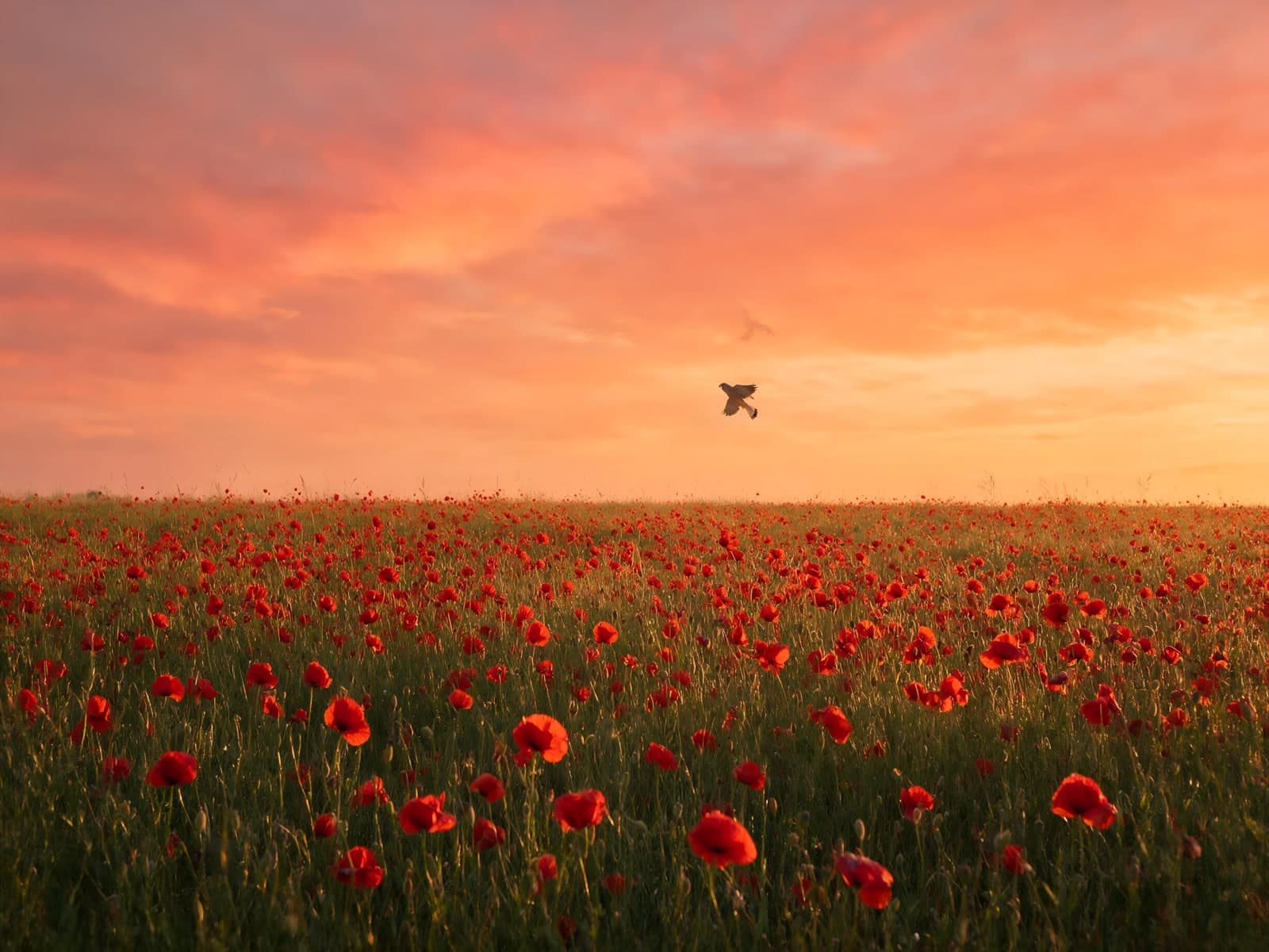Klaprozenveld met een vogel in oranje lucht