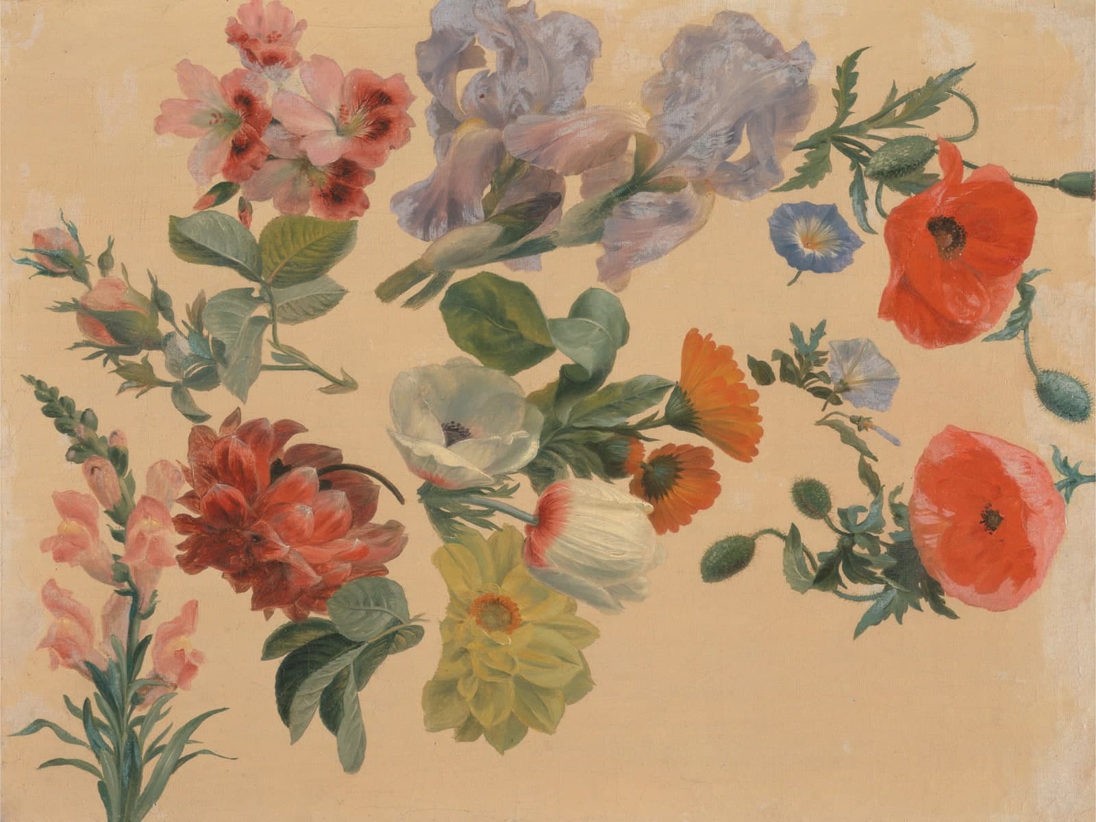 Studies van zomerbloemen