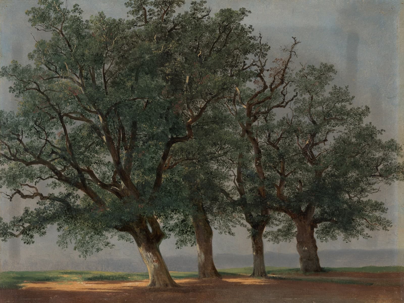 Vier grote bomen