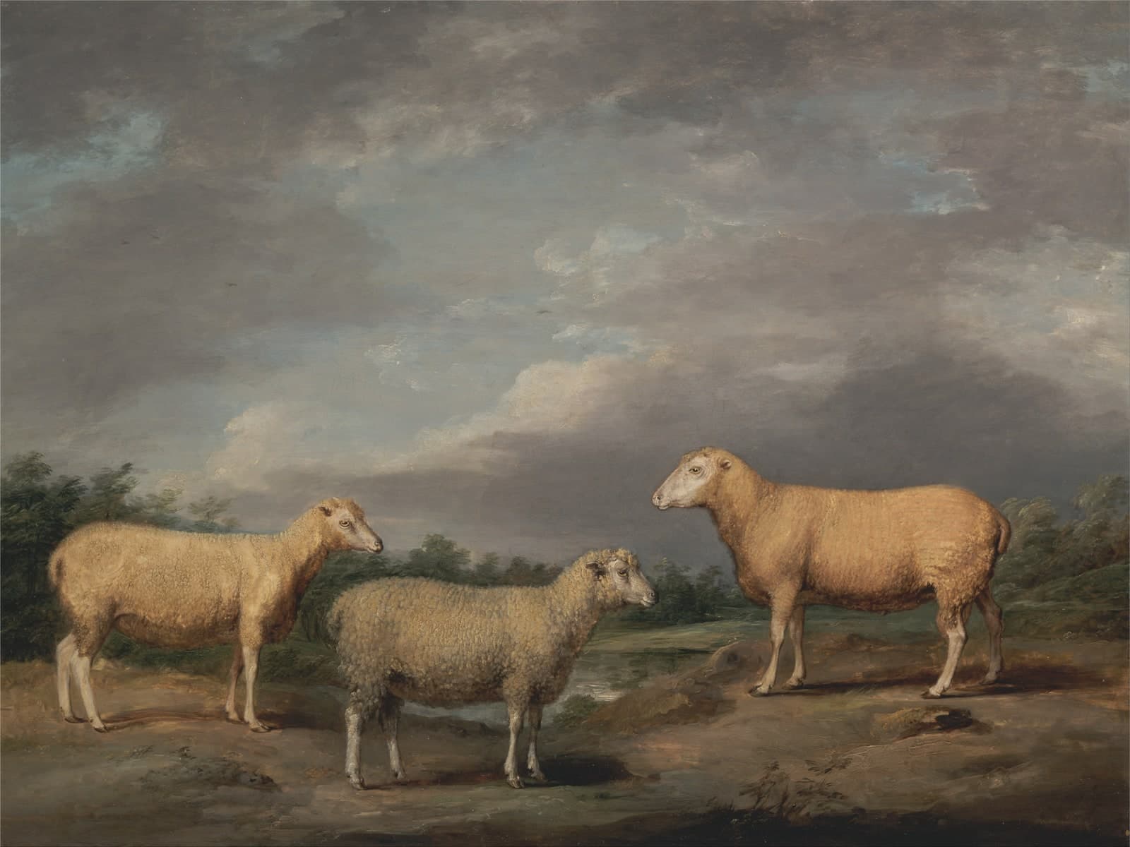 Ryelands schapen