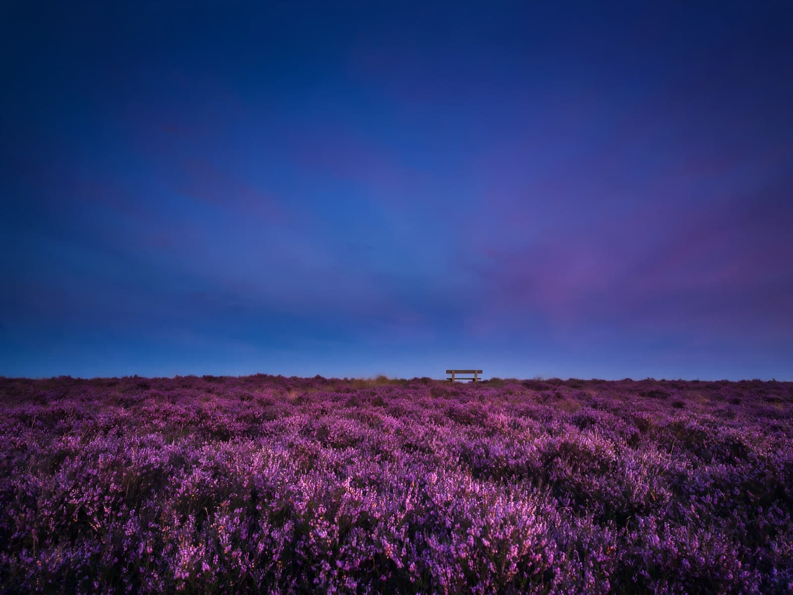 Paarse heide onder een diepblauwe avondhemel