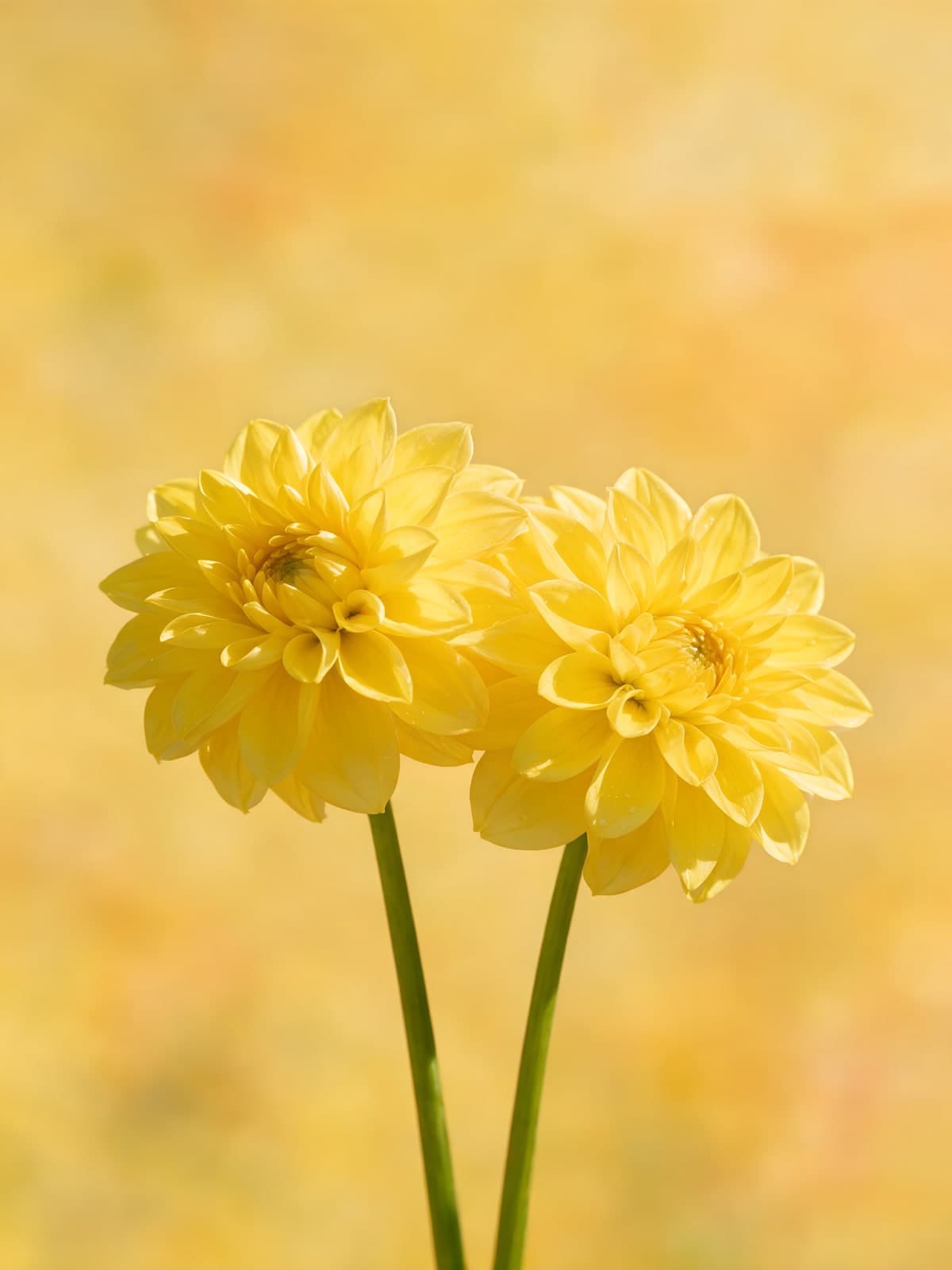 Twee gele dahlia's op een zachtgele achtergrond