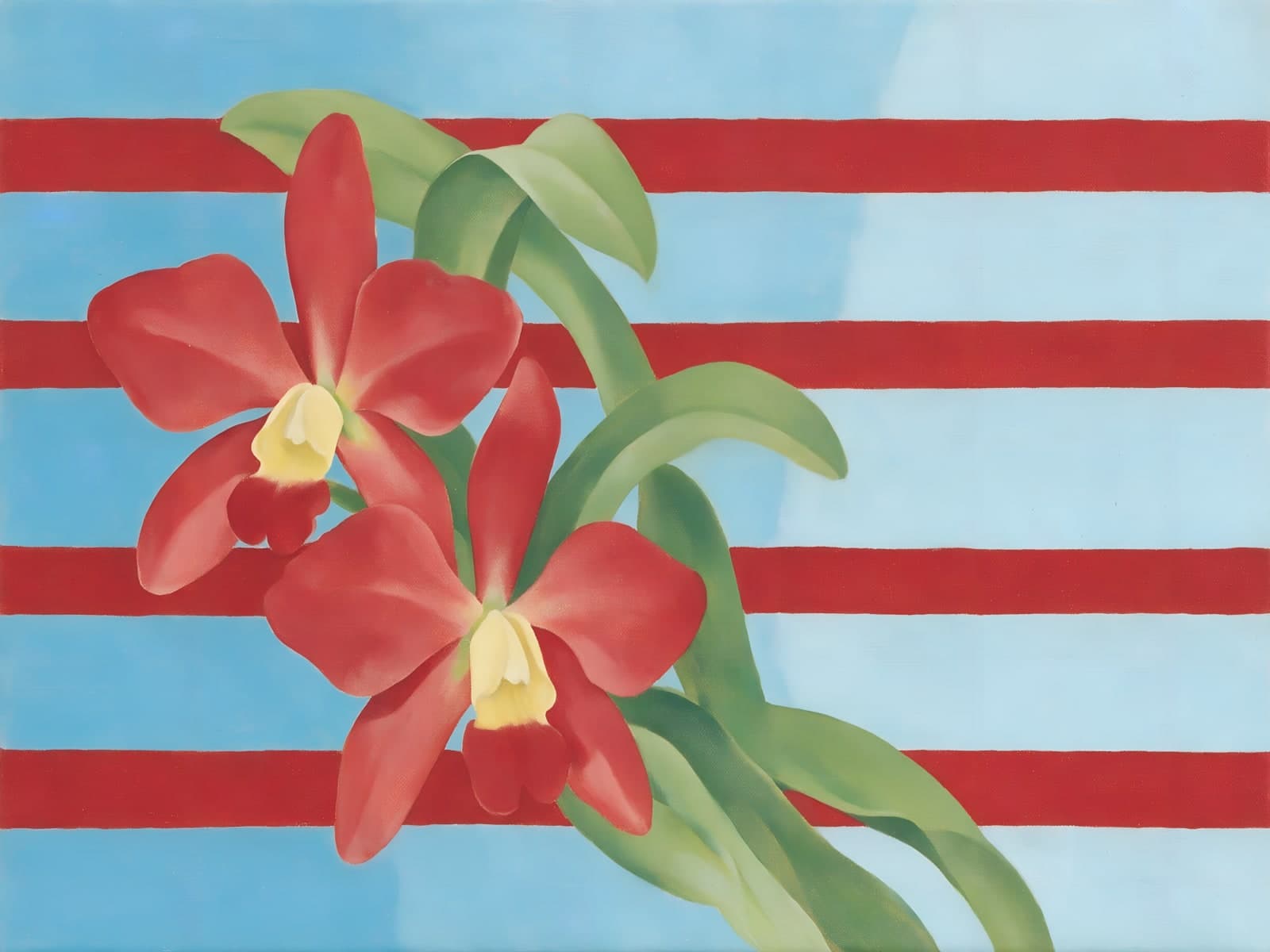 Rode orchideeën voor blauw met rode banen