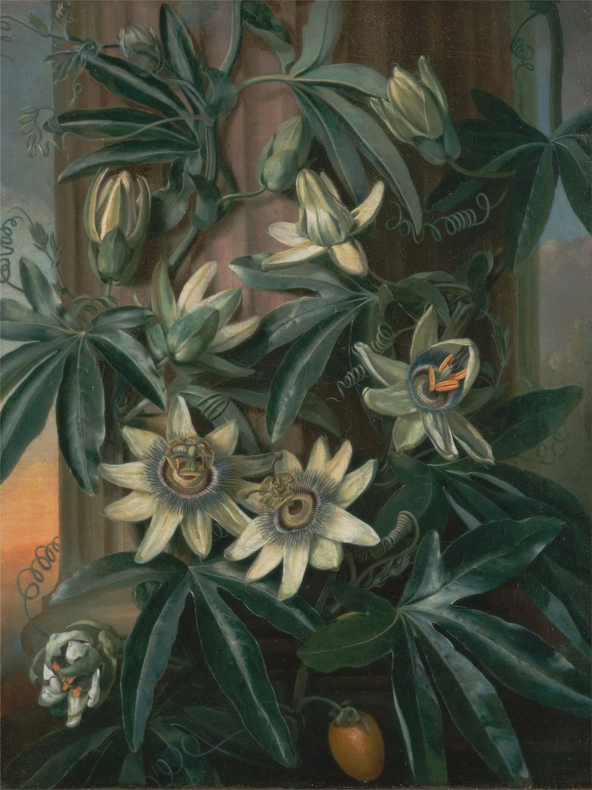 De blauwe passiebloem