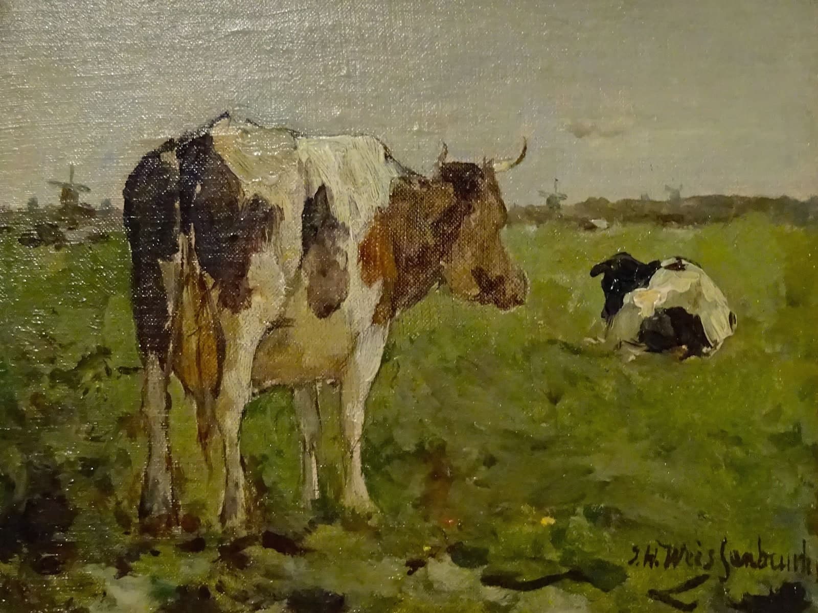 Koeien in de wei met een bonte koe