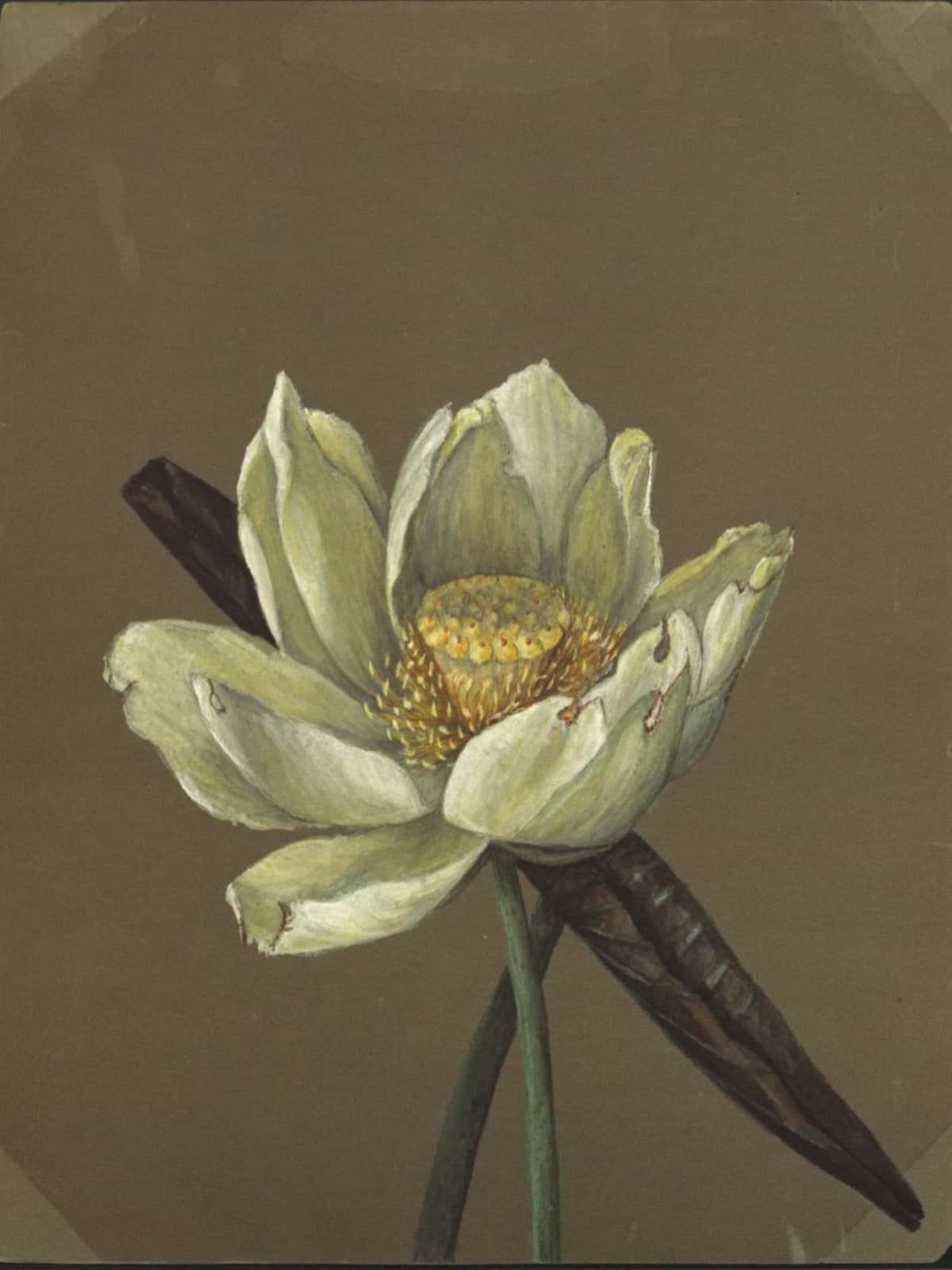 Lotusbloem, Nelumbo Great Yellow