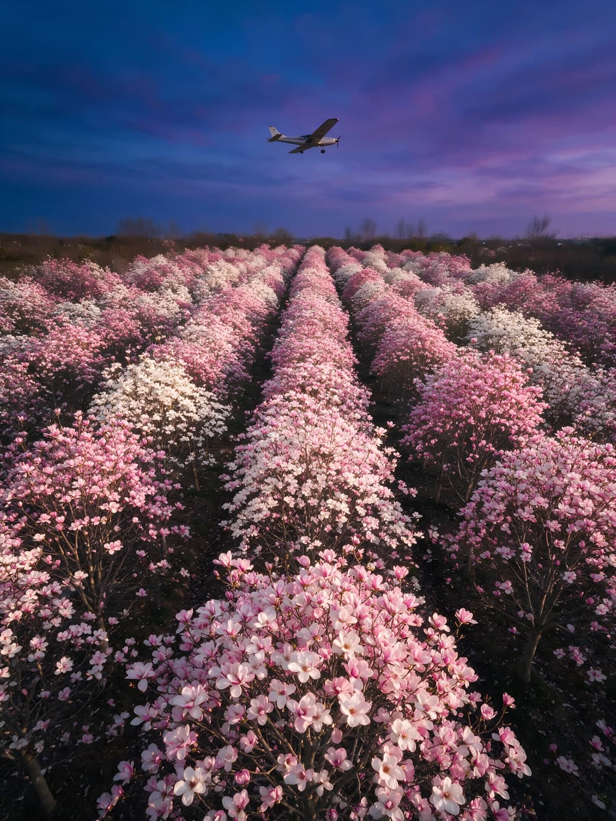 Vliegtuig boven rijen roze bloemen
