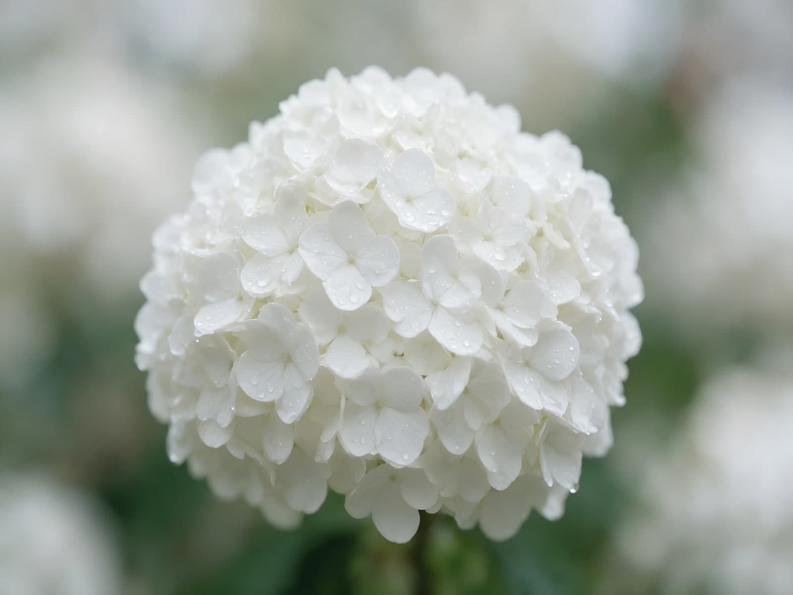 Witte hortensiabol voor groene achtergrond