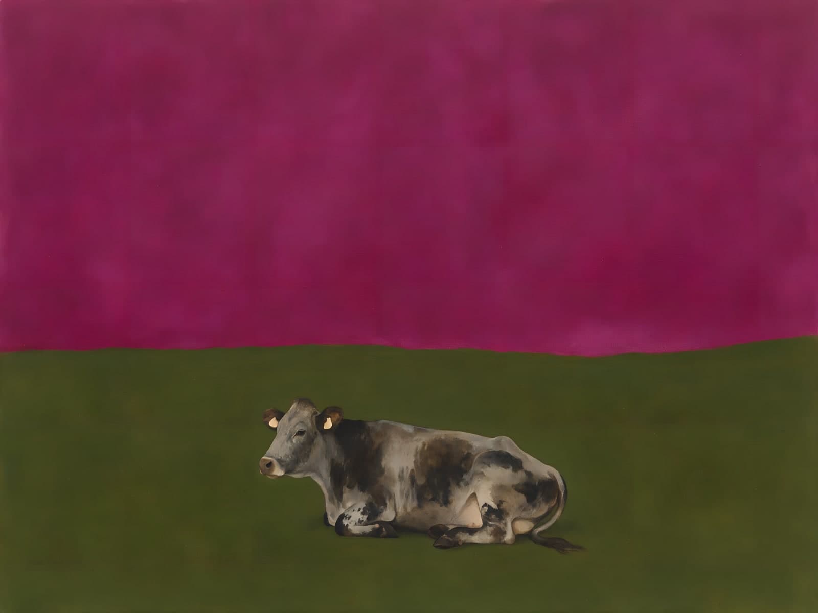 Liggende koe voor een magenta hemel