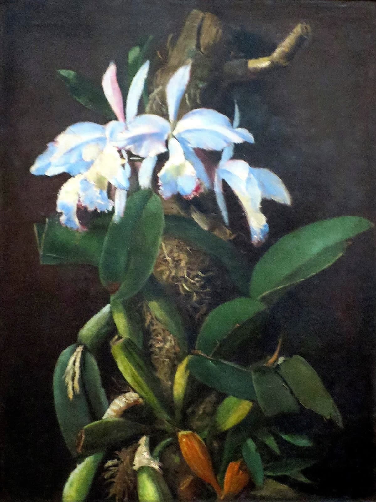 Orchideeën