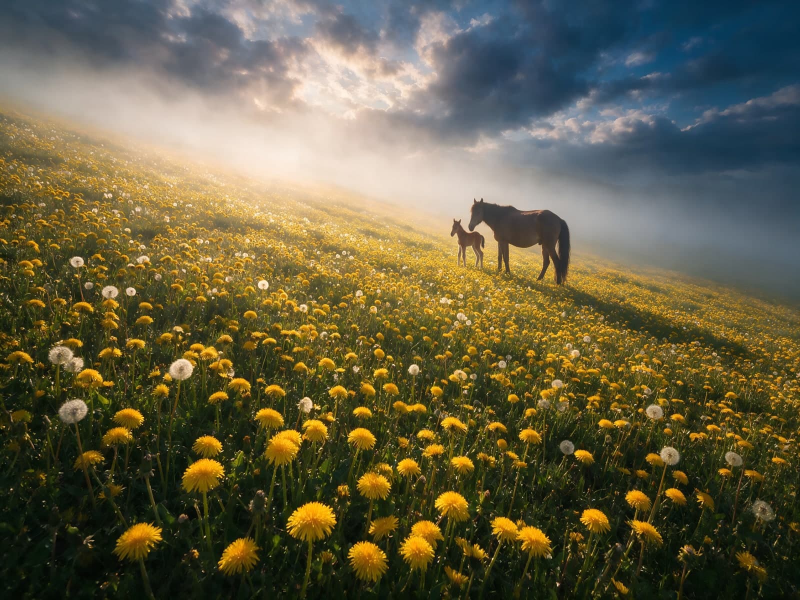 Merrie met veulen in een paardenbloemenveld