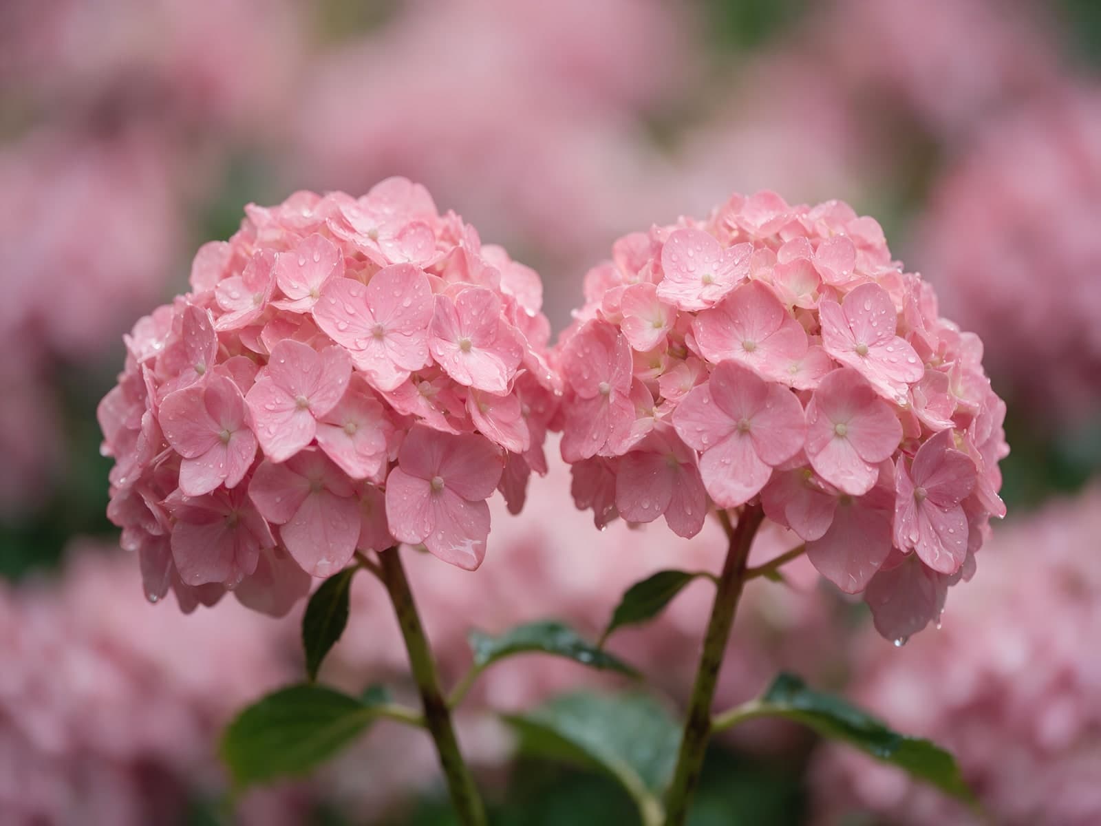 Twee roze hortensia's met dauwdruppels