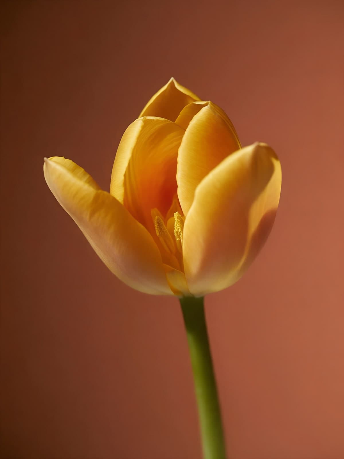 Gele tulp voor een terracotta achtergrond