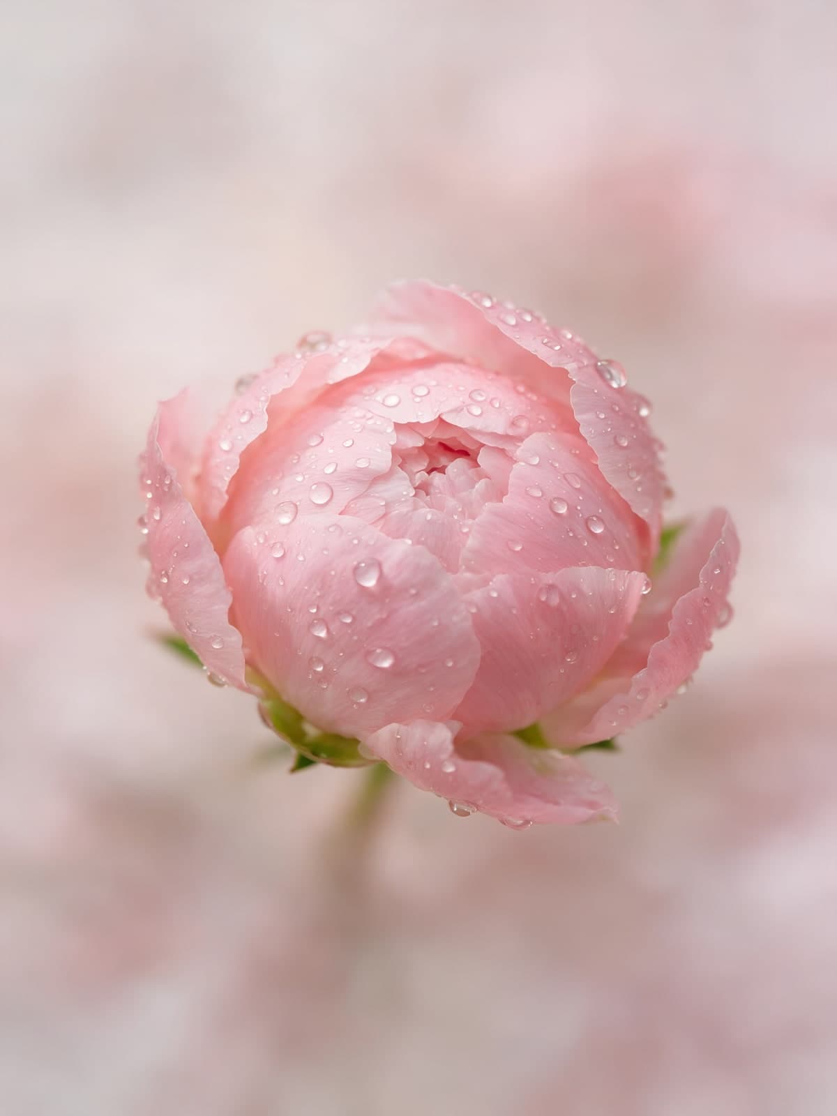 Roze pioenroos met dauwdruppels