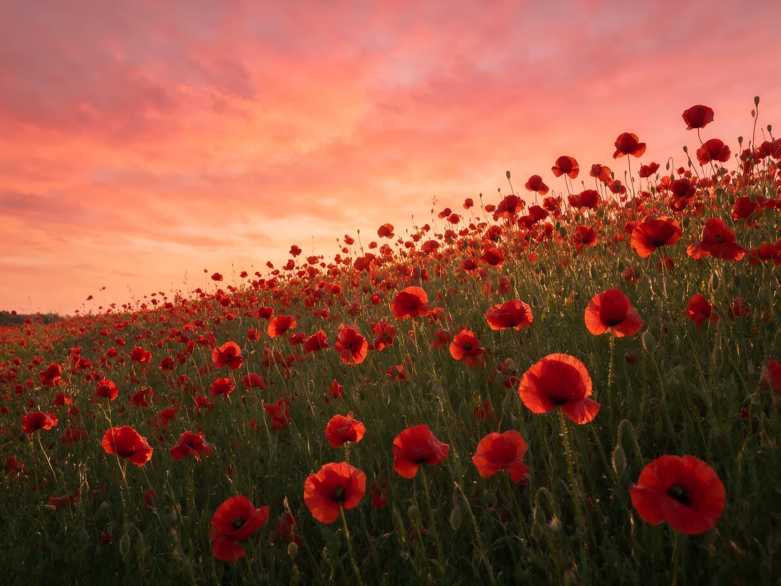 Klaprozen op een heuvel bij zonsondergang