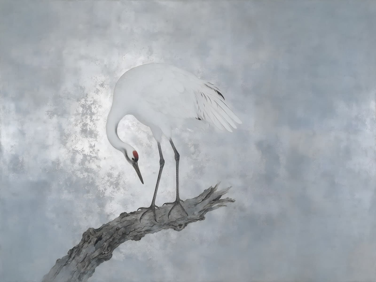 Witte kraanvogel op een tak