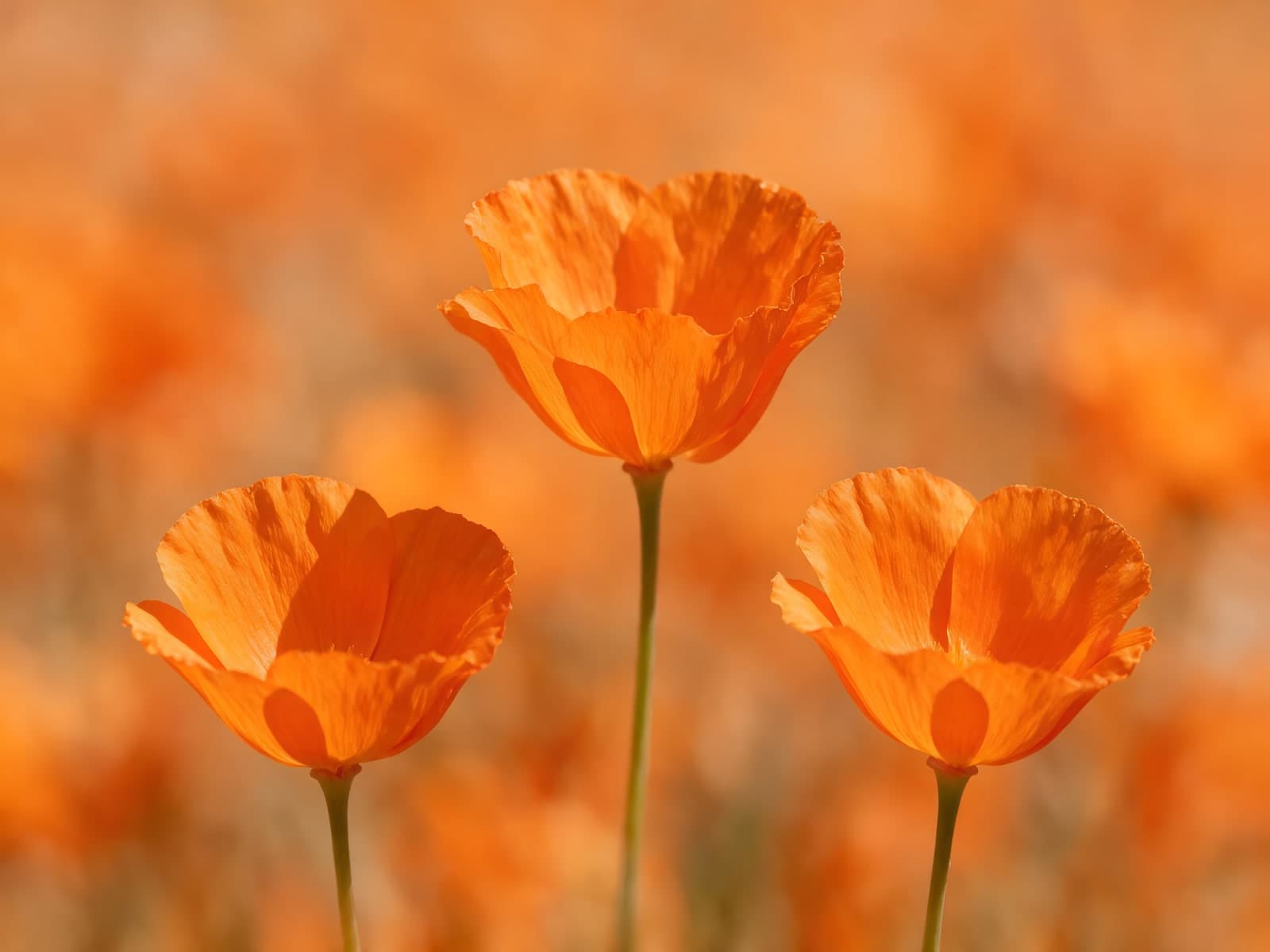 Drie oranje papavers in een wazig veld