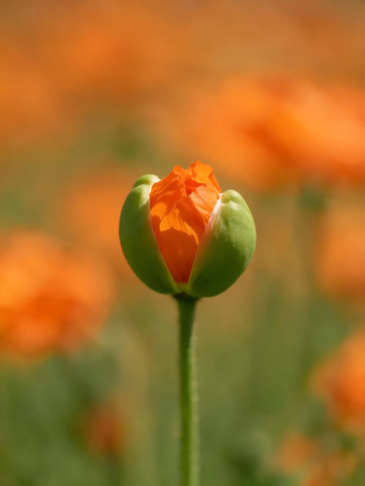 Oranje papaverknop in een bloemenveld
