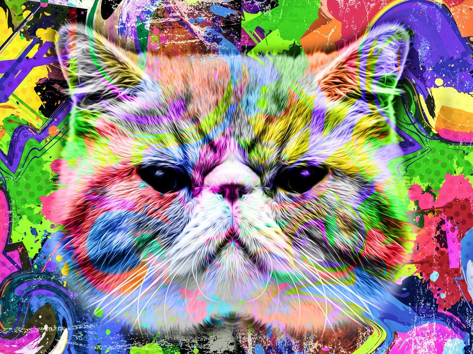 Kat met plat gezicht en regenboogvacht