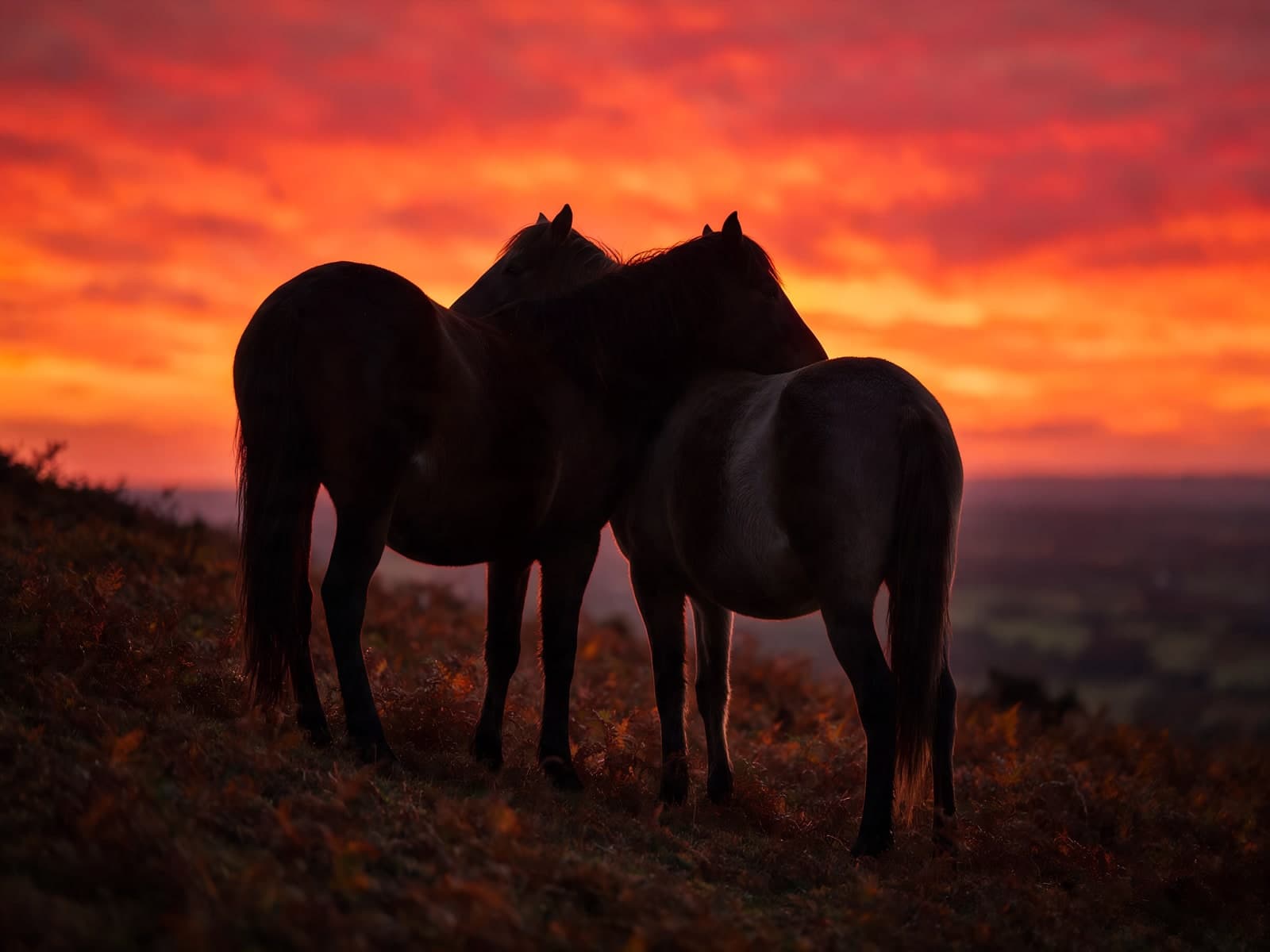 Twee paarden in silhouet tegen rode hemel