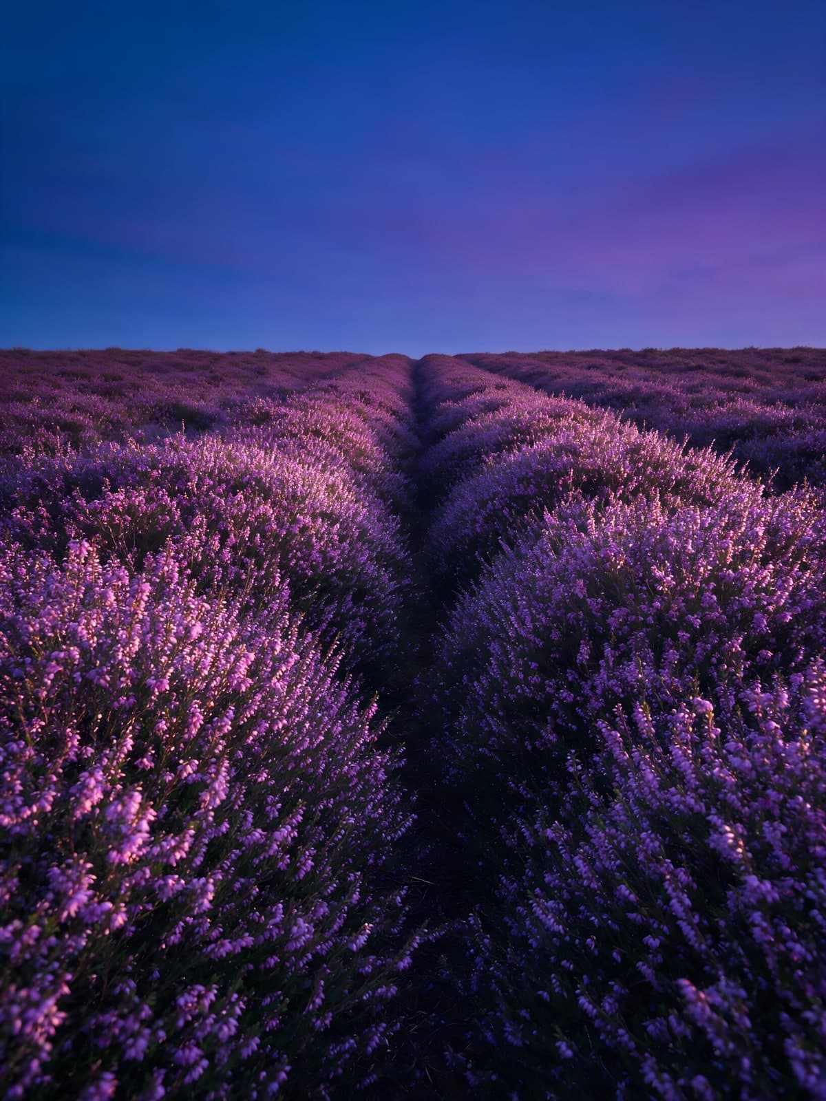 Lavendelveld onder een paarsblauwe avondlucht
