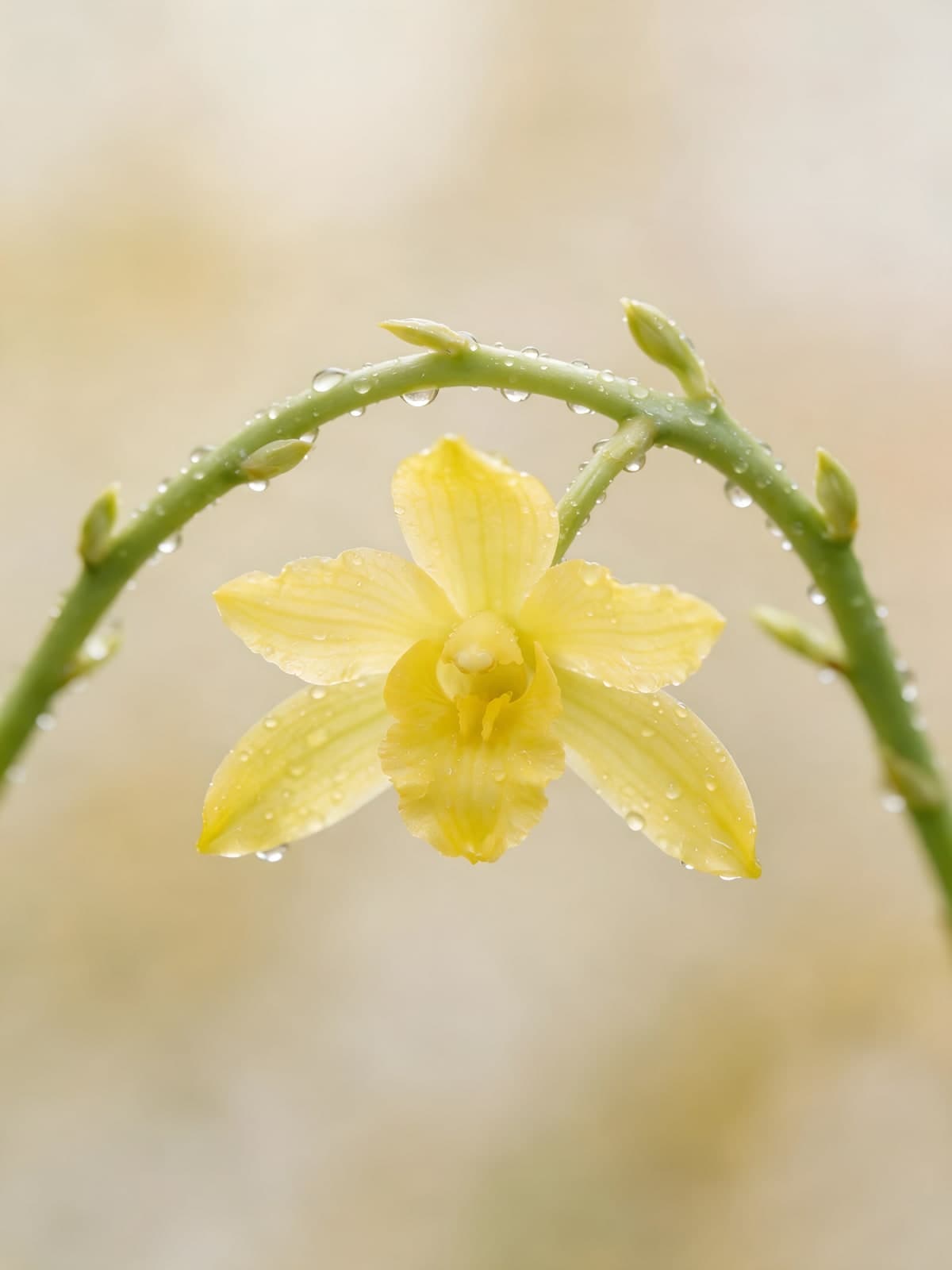 Gele orchidee met dauwdruppels aan stengel