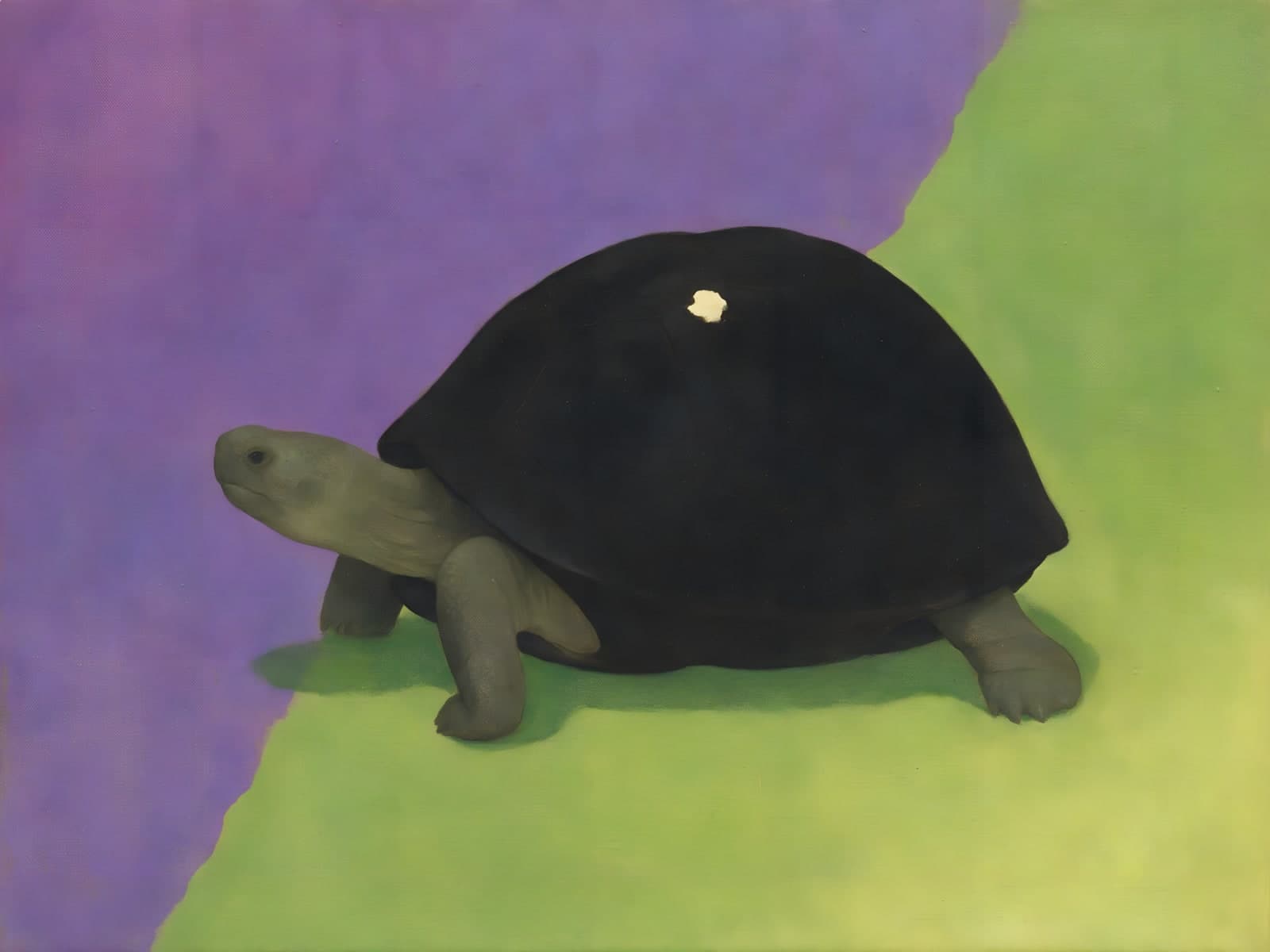 Reuzenschildpad voor paars en groen vlak