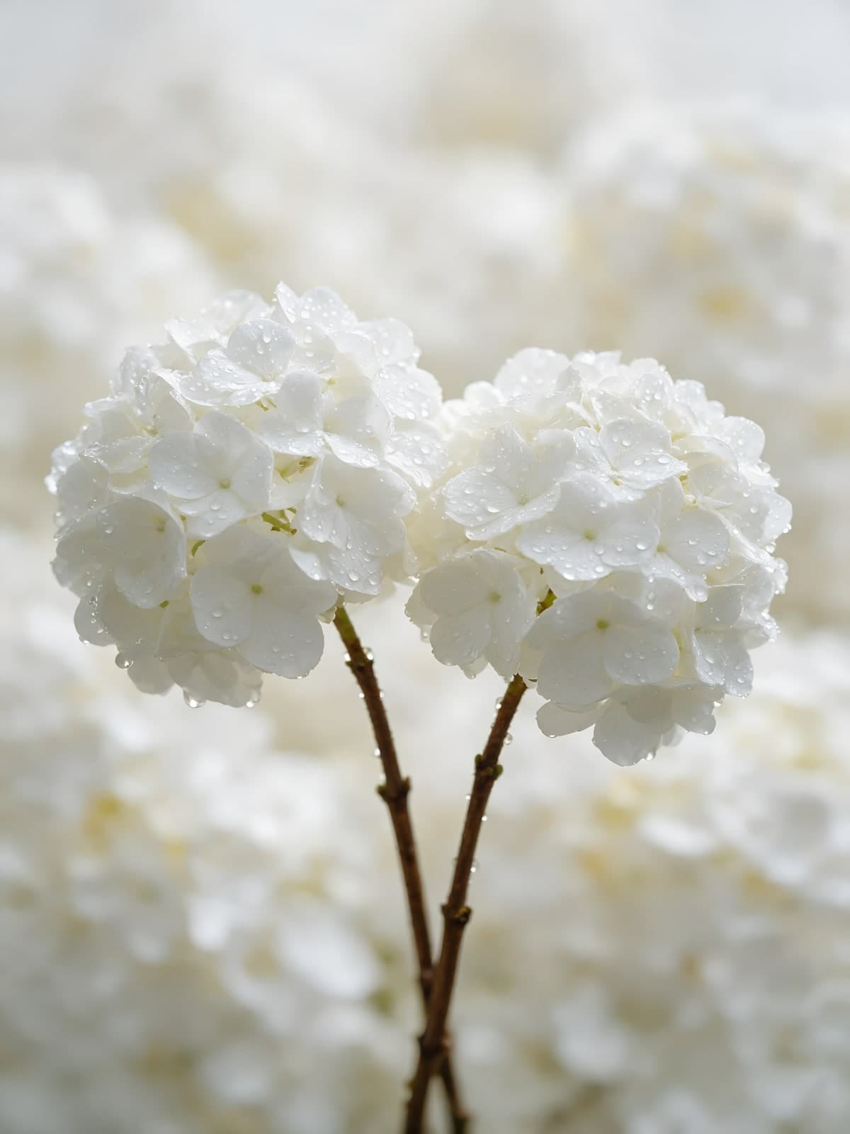 Twee witte hortensia's op dunne stelen