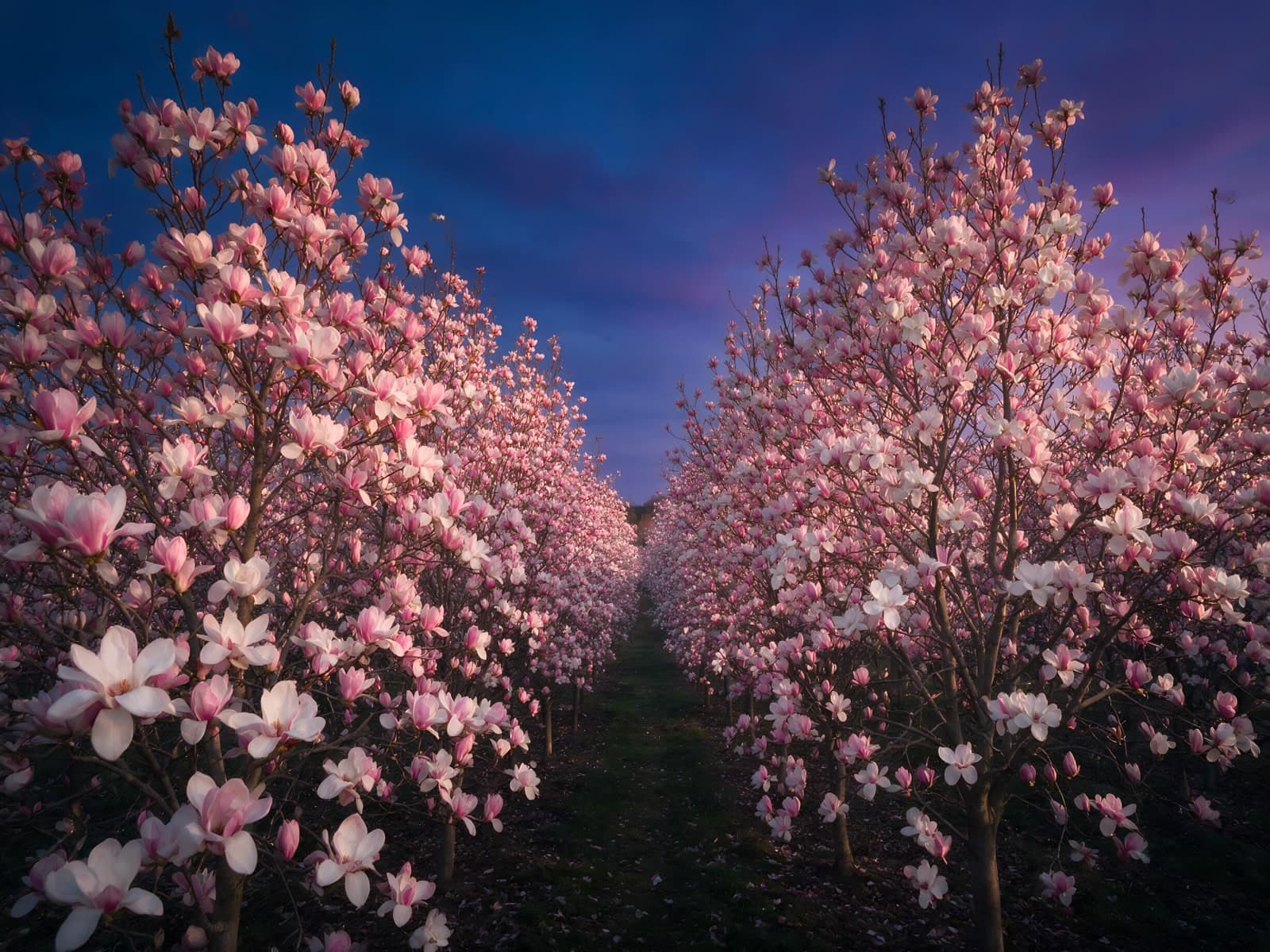 Magnoliabomen in rijen onder paarse avondlucht