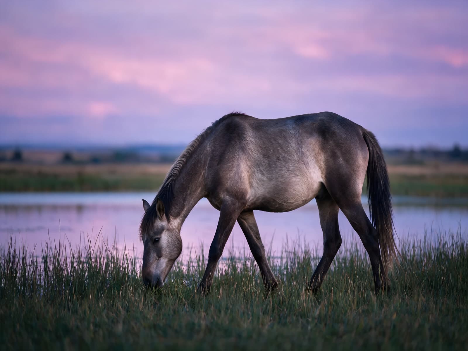 Grazend paard onder een paarse avondlucht