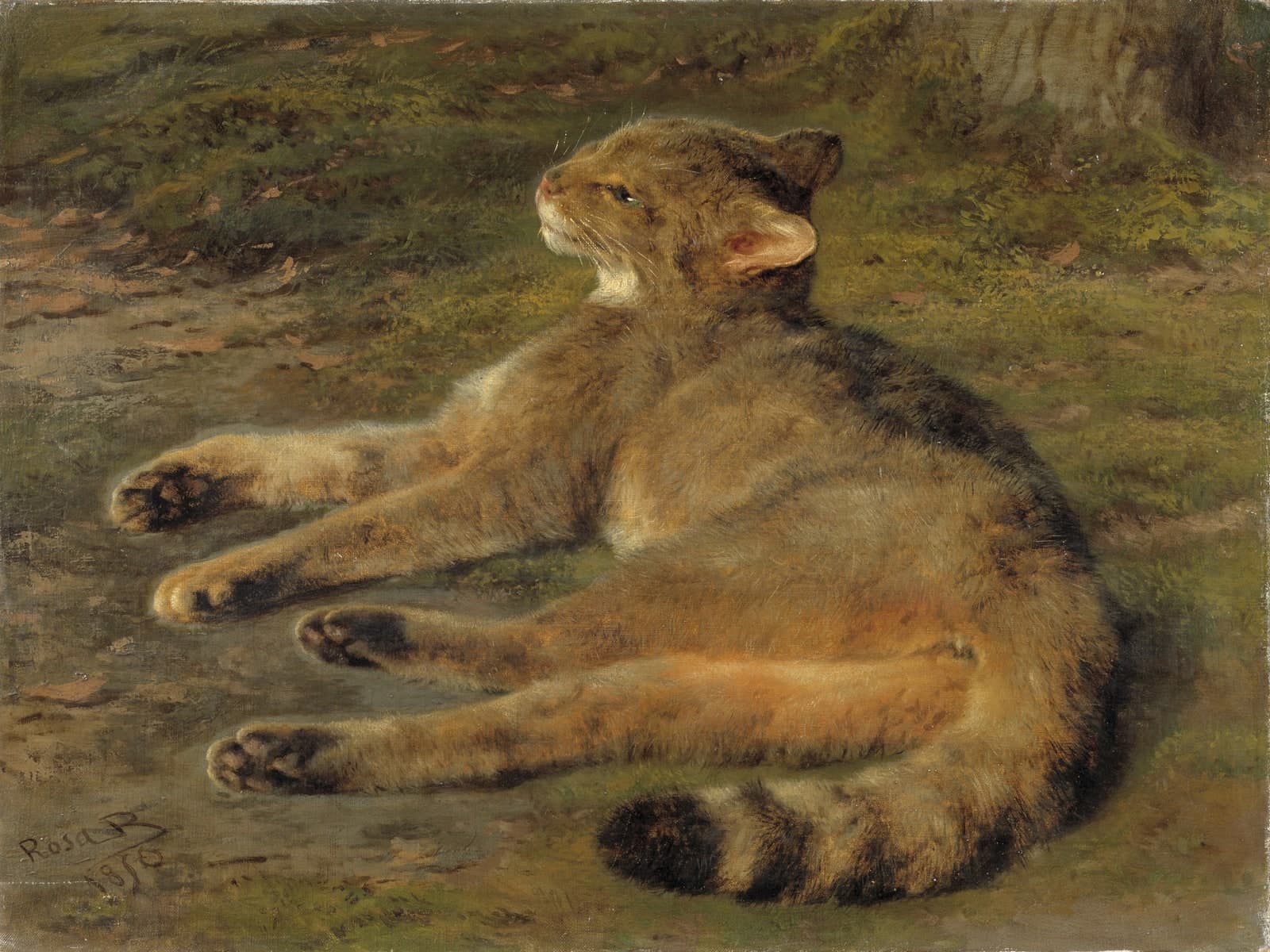 Wildekat