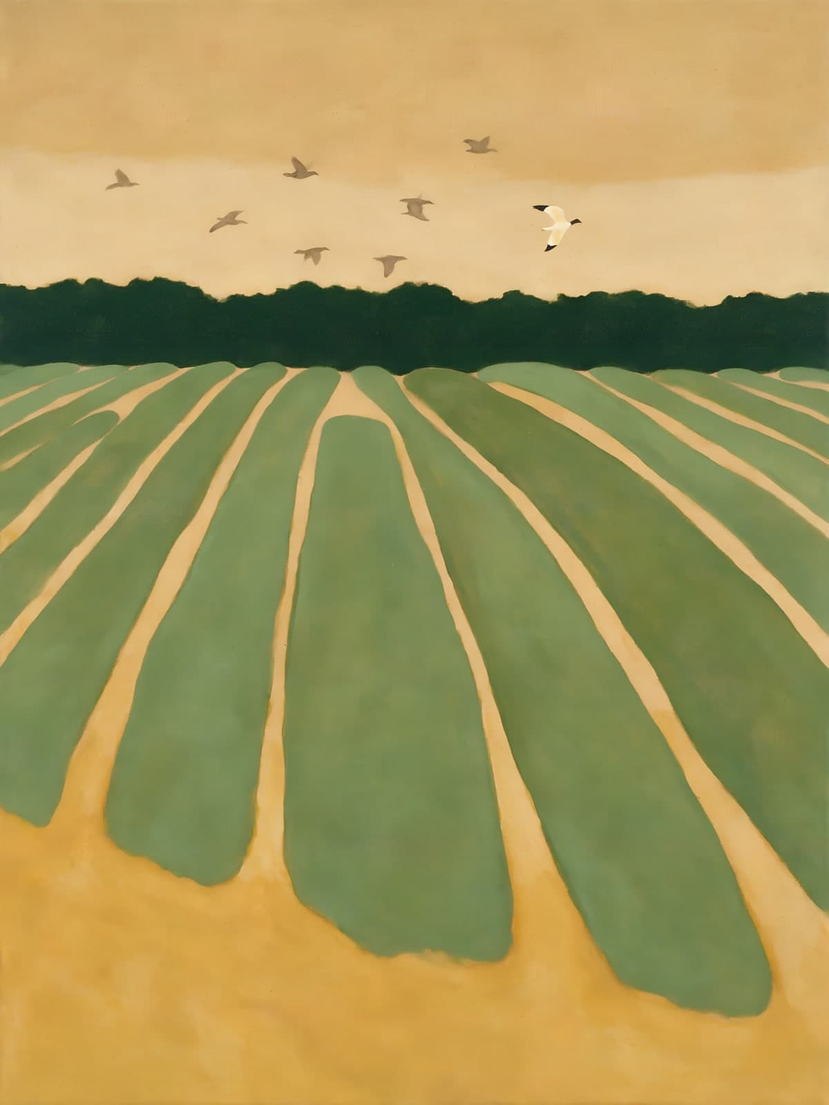 Groene akkerstroken met vogels in de lucht
