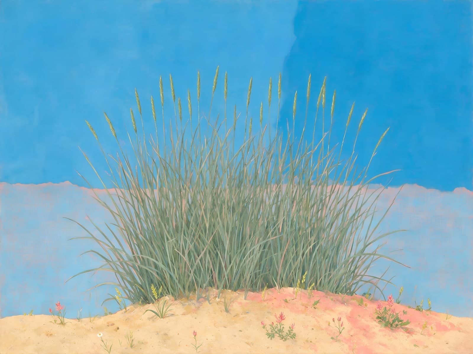 Helmgras op een duin onder blauwe lucht