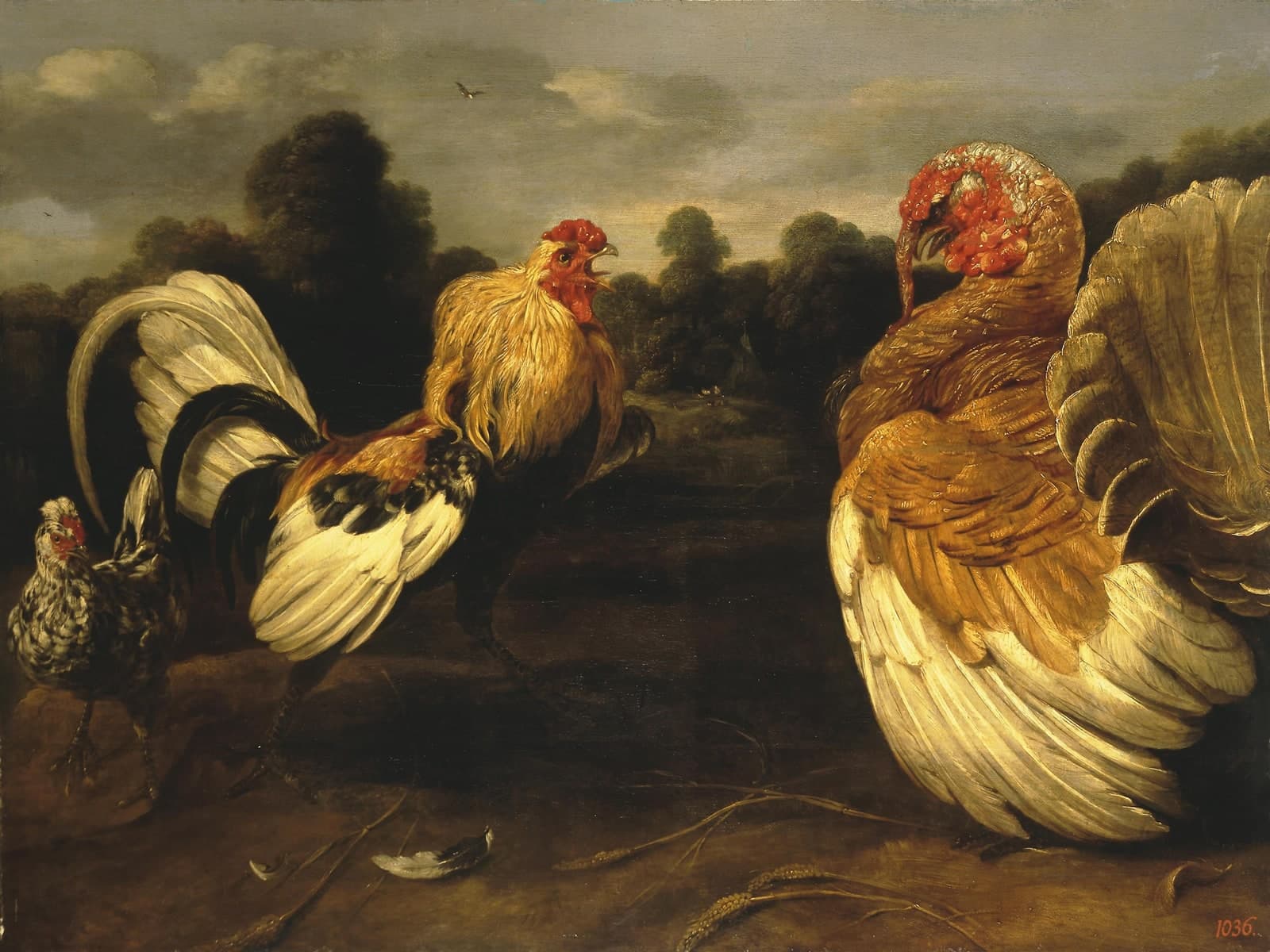 Gevecht tussen een haan en een kalkoen