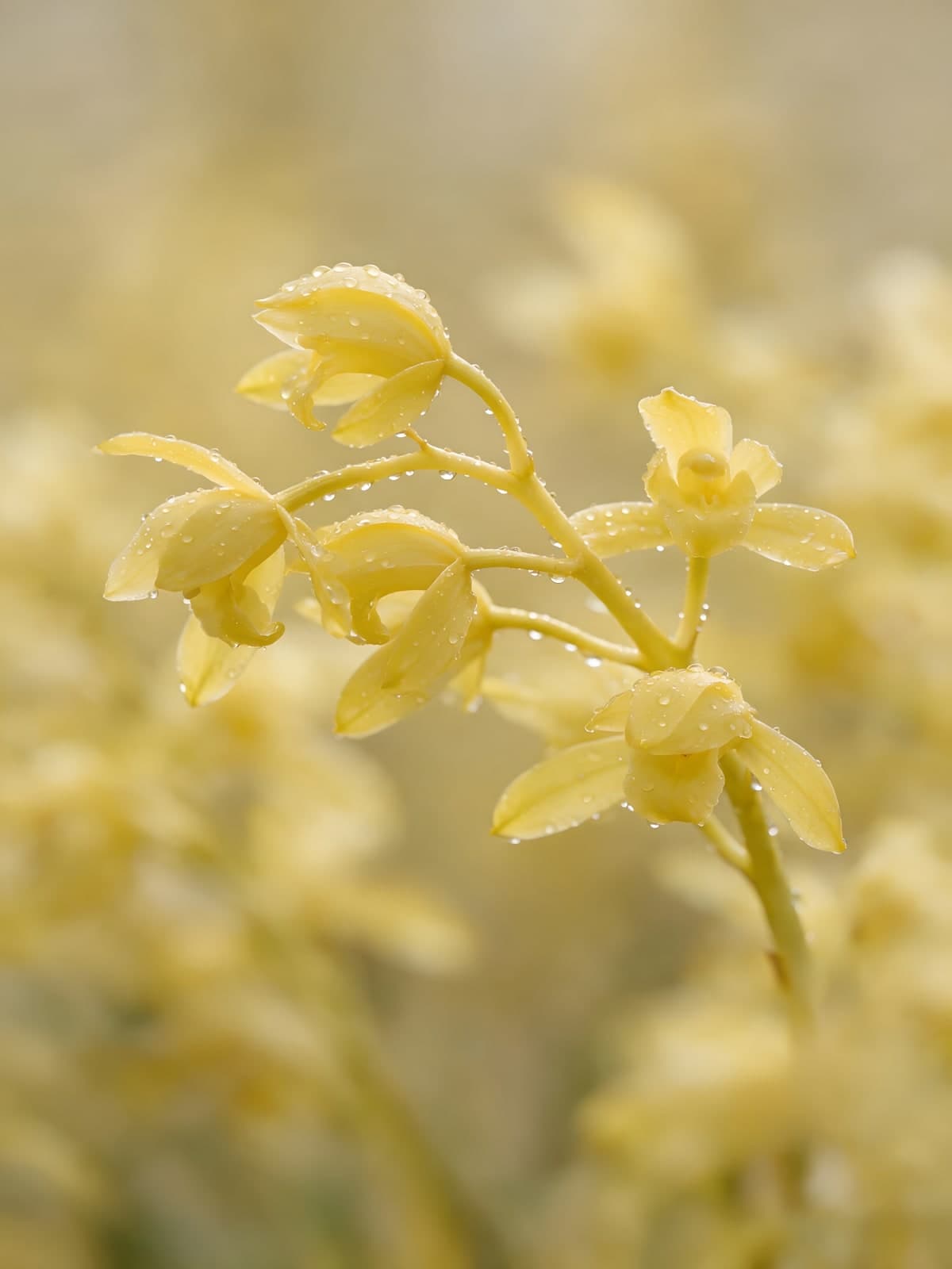 Kleine gele bloemen aan dun takje