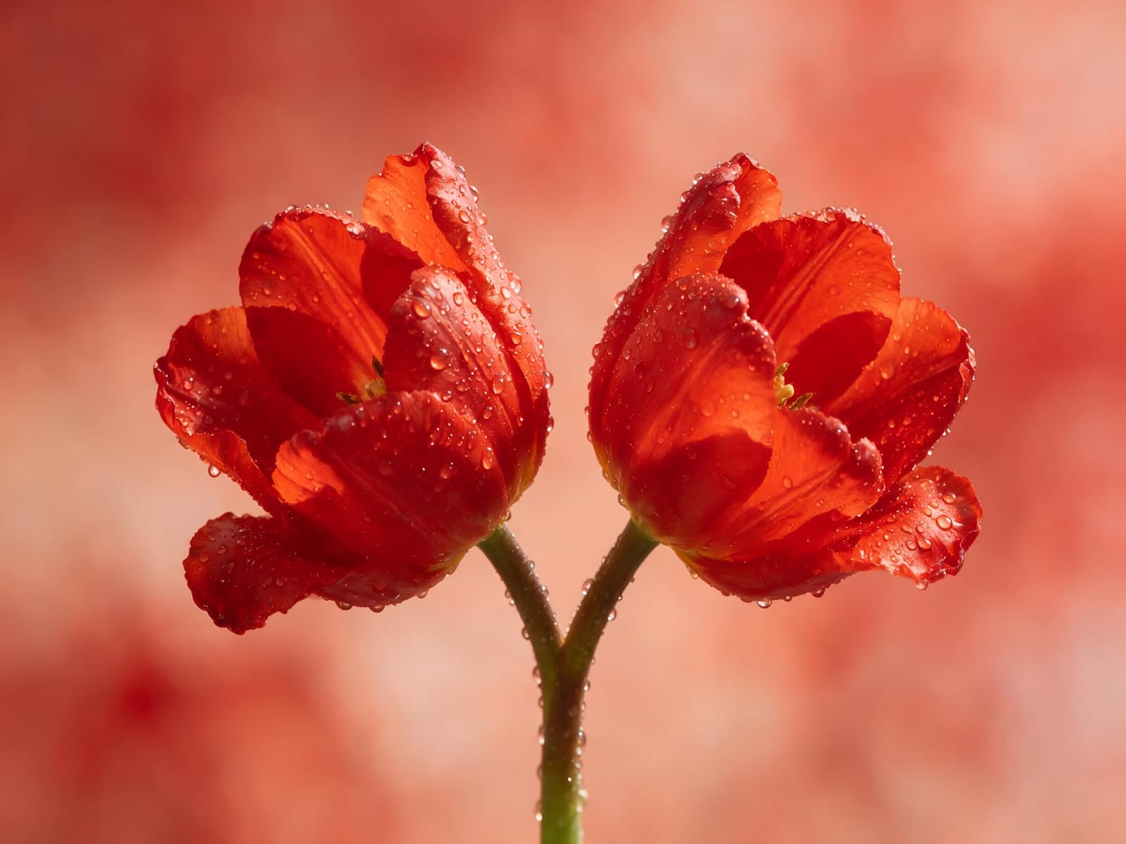 Twee rode tulpen met waterdruppels