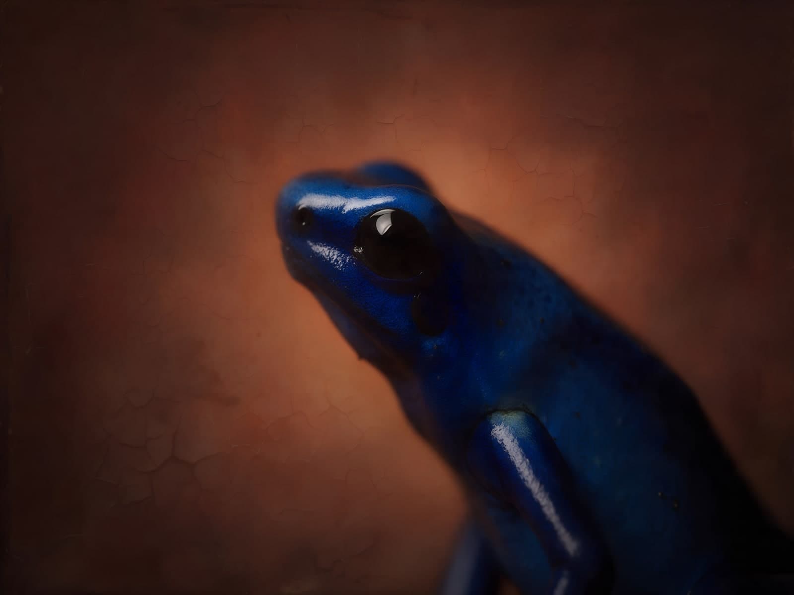 Blauwe kikker voor een roestbruine achtergrond