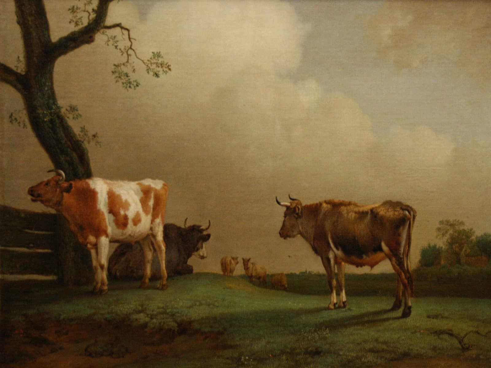 Koeien in de wei met een bruinwitte koe