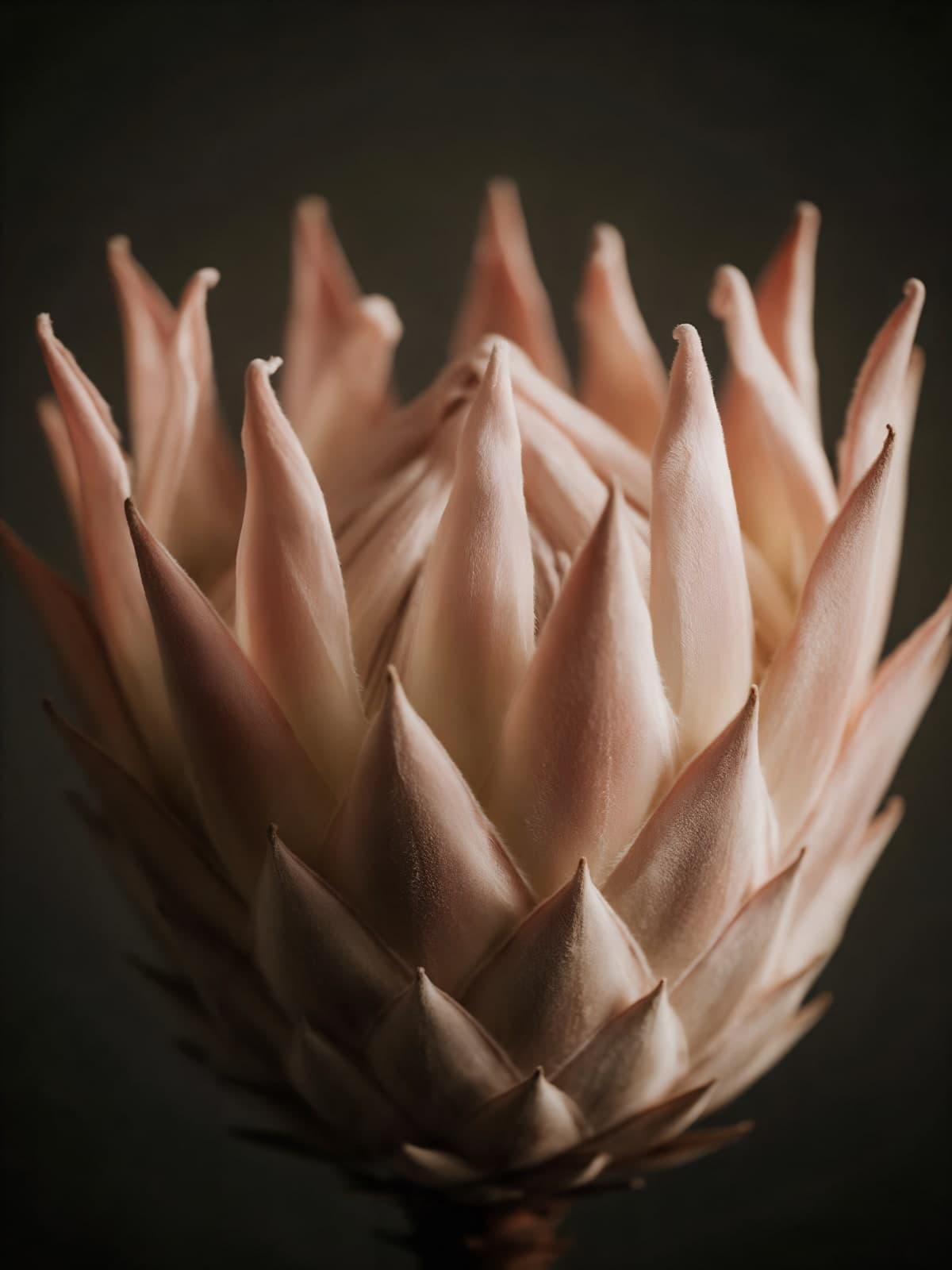 Roze koningsprotea voor donkere achtergrond