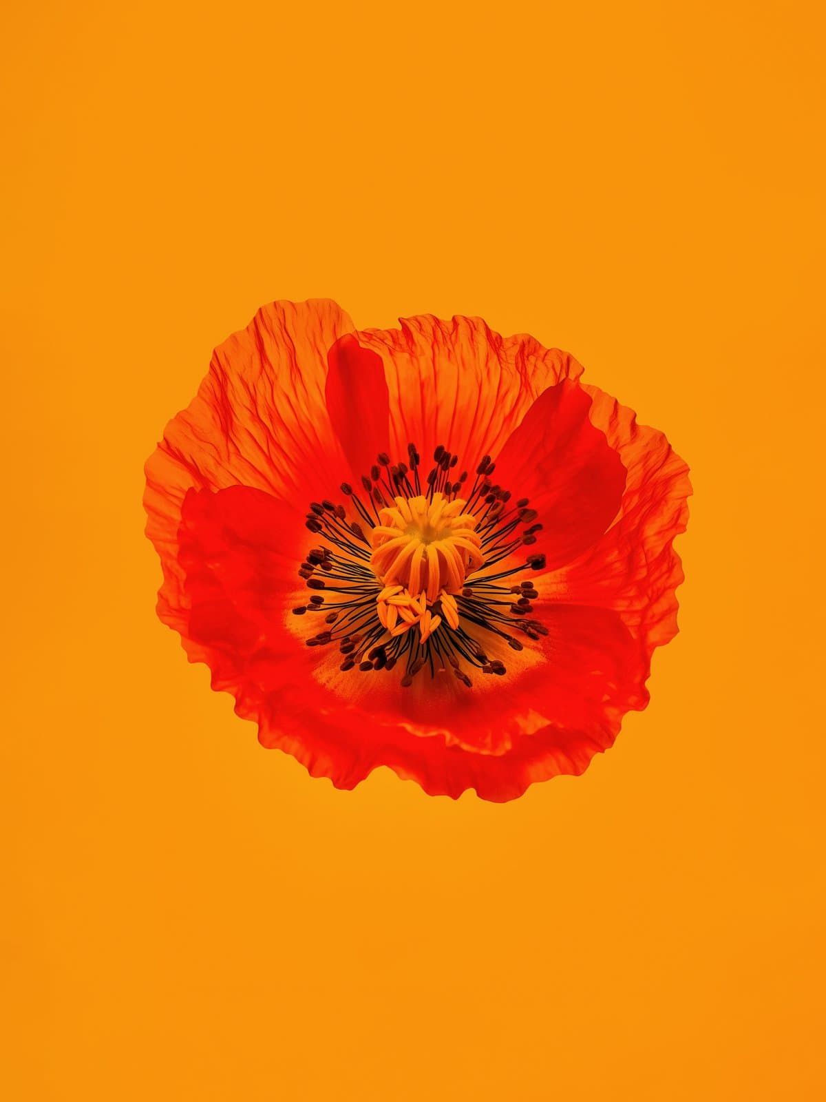 Rode papaver op oranje achtergrond